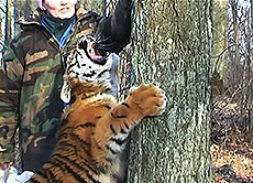 Mäng tiigriga - Playing with Tiger
